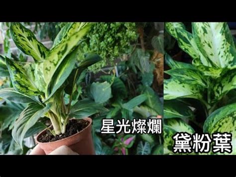 黛粉葉照顧|【黛粉葉照顧】黛粉葉養護必修攻略：種植、施肥、澆水、修剪一。